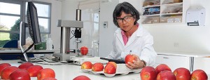 New varieties from Plant & Food Research local labs comprise 13% of NZ apple exports.