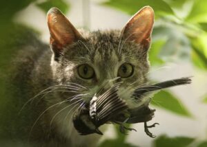 cat | BayBuzz