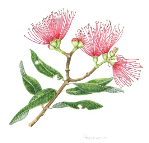 Gillians-Pohutakawa-cropped | BayBuzz