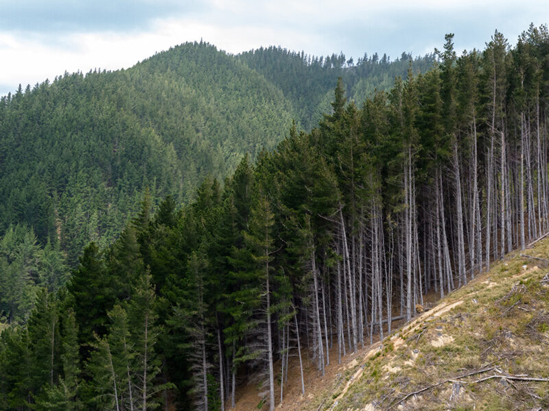 Forestry section in Port Underwood, South Island, New Zealand
