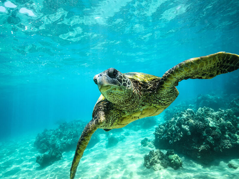 Giant tortoise close-up swims underwater ocean background of corals