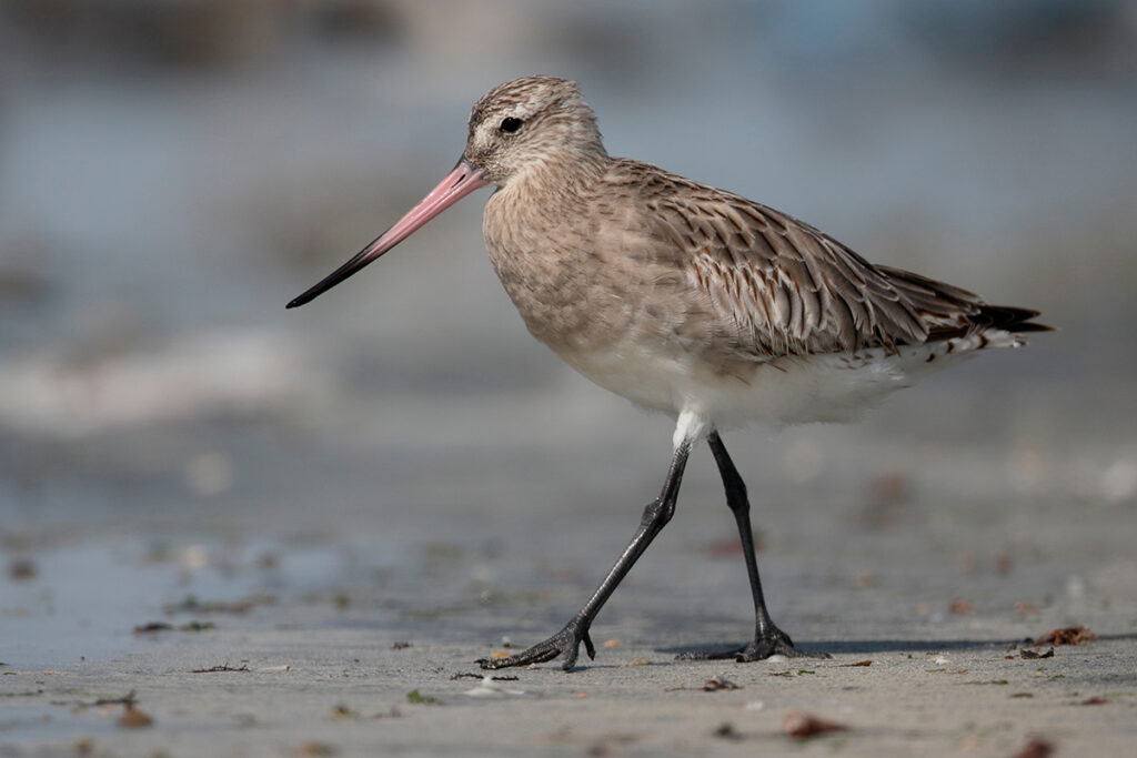 Bar-tailed godwit, Limosa lapponica | BayBuzz