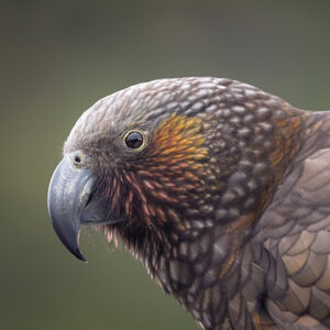 Kaka on Kapiti Island | BayBuzz