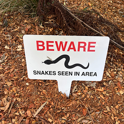 BB88_Matt_Miller_Brisbane_Snakes_8693-400x400 | BayBuzz